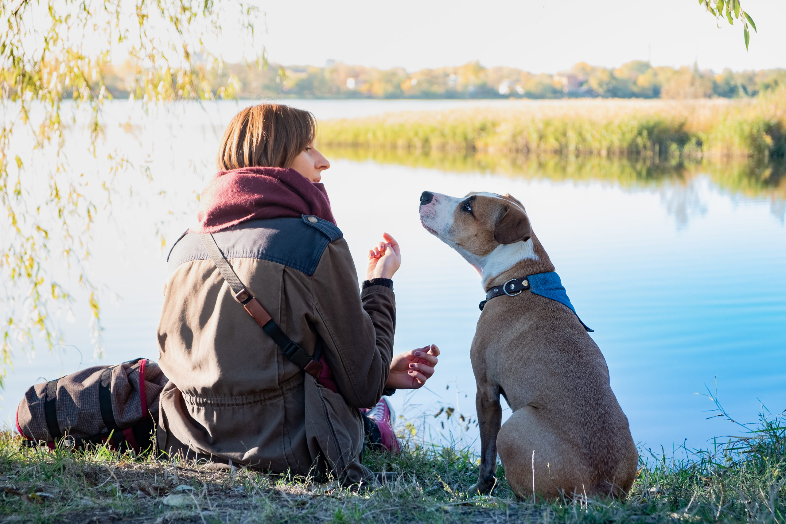 What Is A therapy Dog Animal Assisted Therapy In Psychology 